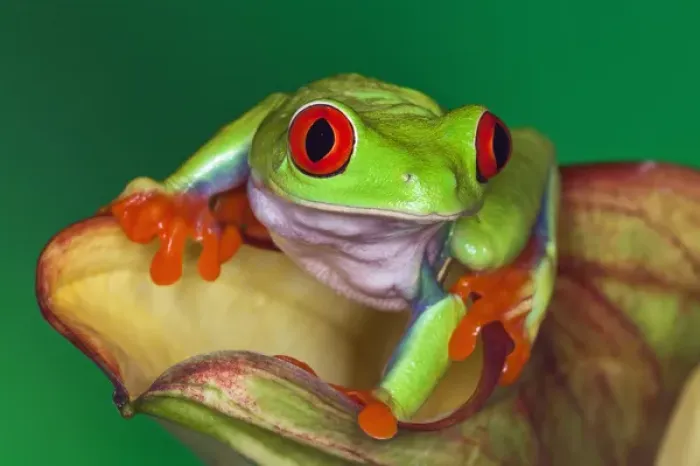 Framed Print : Red-eyed Tree Frog, Agalychnis callidryas