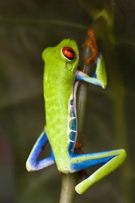 Framed Print : Red-eyed tree frog (Agalychnis callidryas) hiding in the Costa Rican rainforest Framed Print : Red-eyed tree frog (Agalychnis callidryas) hiding in the Costa Rican rainforest