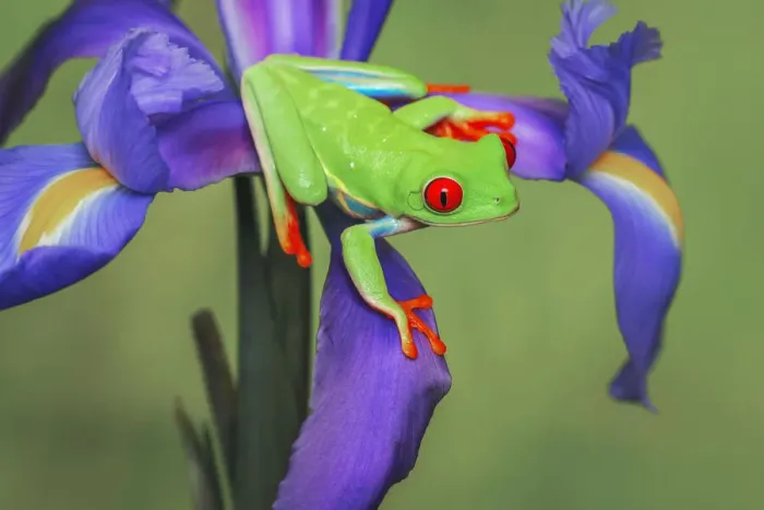 Framed Print : Red-eyed tree frog climbing on iris flower Framed Print : Red-eyed tree frog climbing on iris flower