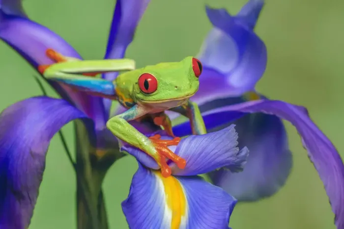 Framed Print : Red-eyed tree frog climbing on iris flower Framed Print : Red-eyed tree frog climbing on iris flower