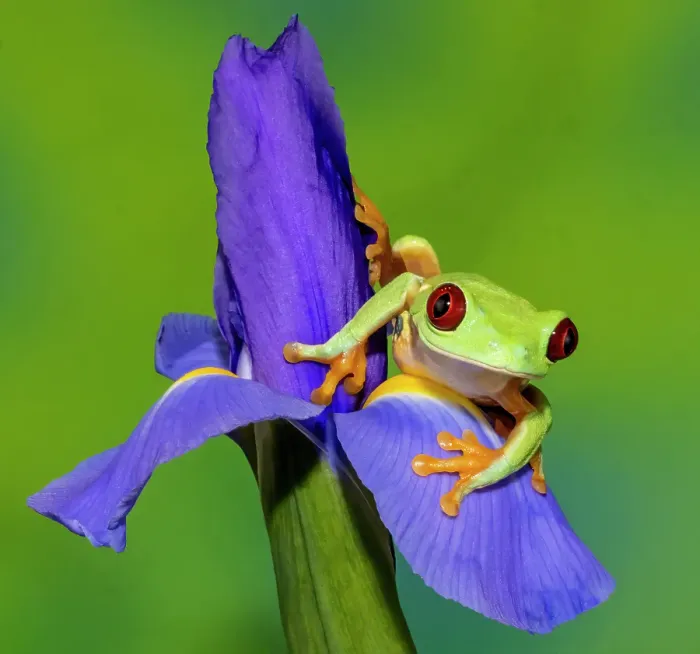 Framed Print : Red-eyed tree frog resting on blue Dutch iris Framed Print : Red-eyed tree frog resting on blue Dutch iris