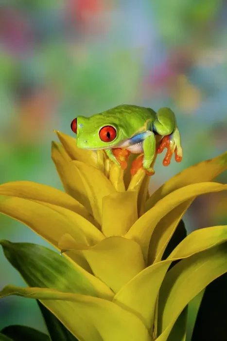 Framed Print : Red-eyed tree frog resting on yellow bromeliad flower plant Framed Print : Red-eyed tree frog resting on yellow bromeliad flower plant