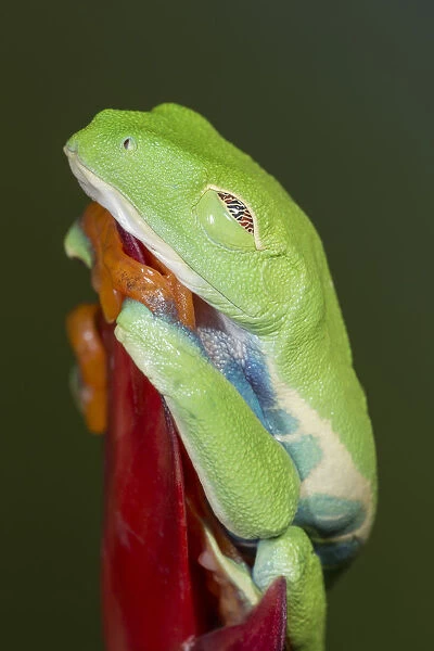 Red-eyed tree frog showing extra eyelid, Agalychnis callidryas, captive, controlled