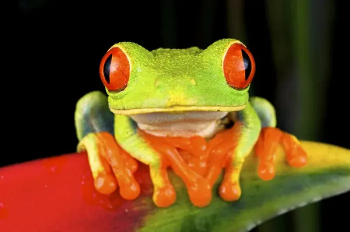 Framed Print : Red-eyed Treefrog (Agalychnis callidryas) is an arboreal hylid native to Neotropical Framed Print : Red-eyed Treefrog (Agalychnis callidryas) is an arboreal hylid native to Neotropical