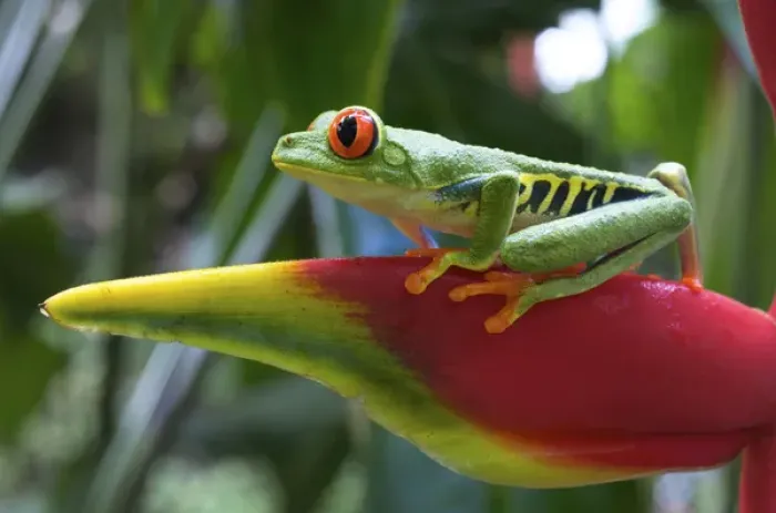 Framed Print : Red-eyed Treefrog (Agalychnis callidryas) is an arboreal hylid native to Neotropical Framed Print : Red-eyed Treefrog (Agalychnis callidryas) is an arboreal hylid native to Neotropical