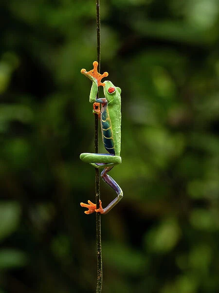 Red-eyed Treefrog, Costa Rica, Central America