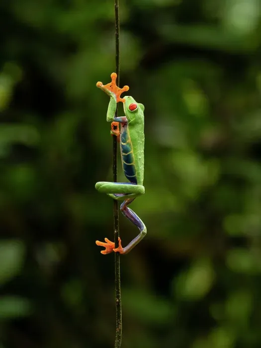 Framed Print : Red-eyed Treefrog, Costa Rica, Central America