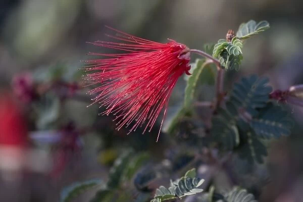 Red Fairy Duster, Calliandra californica, Sonoran Desert, Desert Botanical Garden