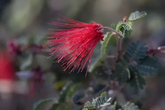 Framed Print : Red Fairy Duster, Calliandra californica, Sonoran Desert, Desert Botanical Garden Framed Print : Red Fairy Duster, Calliandra californica, Sonoran Desert, Desert Botanical Garden
