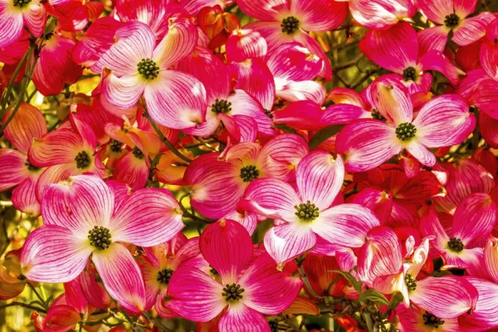 Framed Print : Red flowering dogwood tree blooming. Native to North America Framed Print : Red flowering dogwood tree blooming. Native to North America
