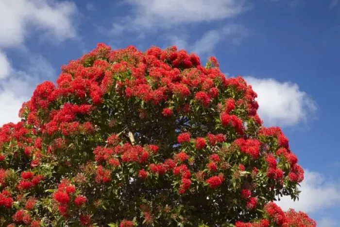 Framed Print : Red Flowering Gum Tree, Marrawah, North Western Tasmania, Australia