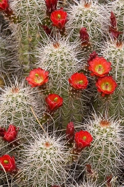Red flowers of claret cup cactus bloom in spring near Hurricane Utah