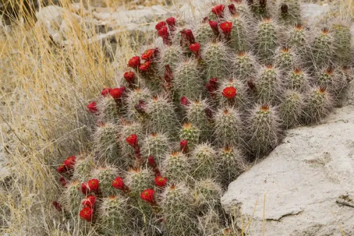 Framed Print : Red flowers of claret cup cactus bloom in spring near Hurricane Utah Framed Print : Red flowers of claret cup cactus bloom in spring near Hurricane Utah