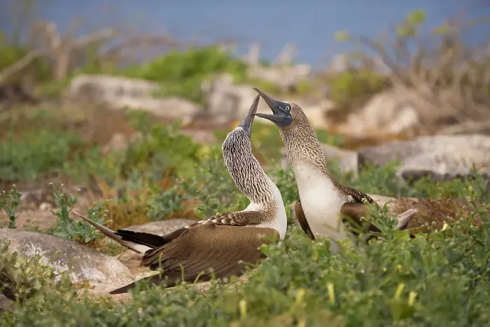 Framed Print : Red-footed booby dancing while courting. Galapagos Islands, Ecuador Framed Print : Red-footed booby dancing while courting. Galapagos Islands, Ecuador