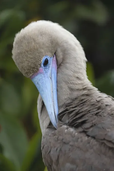 Framed Print : Red-footed booby nestling. Genovesa Island, Galapagos Islands, Ecuador