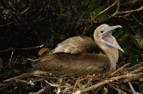 Red-footed booby (Sula sula websteri) sitting on nest Tower (Genovesa) Island