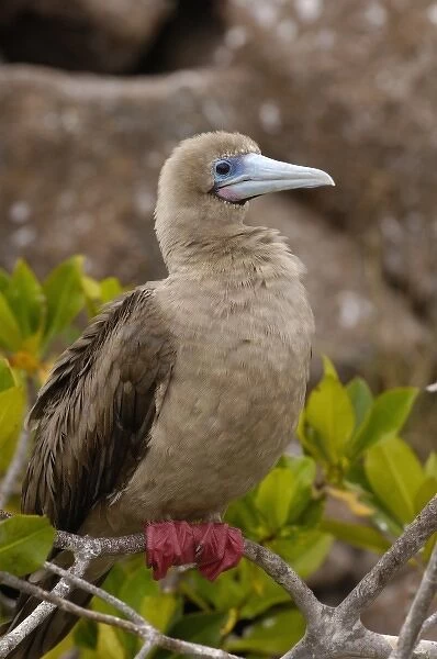 Red-footed booby (Sula sula websteri) sitting on a branch, Tower (Genovesa) Island