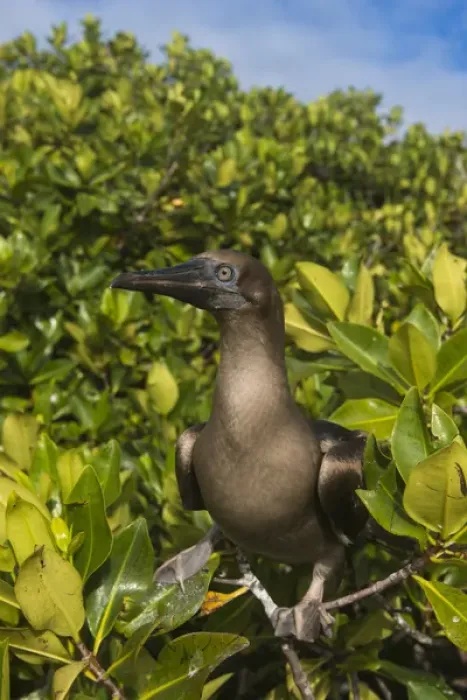 Framed Print : Red-footed Booby (Sula sula websteri) juvenile GALAPAGOS ISLANDS