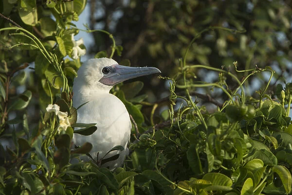 Red-footed Booby (Sula sula) white morph in Ziricote trees (Cordia dodecandra), Halfmoon