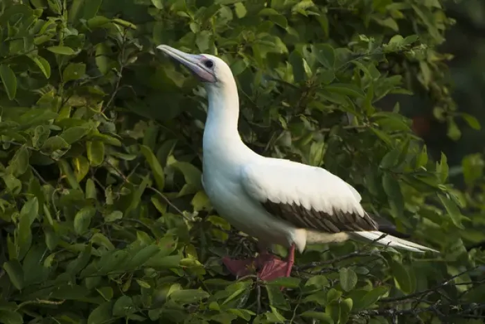 Framed Print : Red-footed Booby (Sula sula) white morph in Ziricote trees (Cordia dodecandra), Halfmoon Framed Print : Red-footed Booby (Sula sula) white morph in Ziricote trees (Cordia dodecandra), Halfmoon