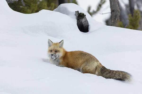 Red fox with cached food