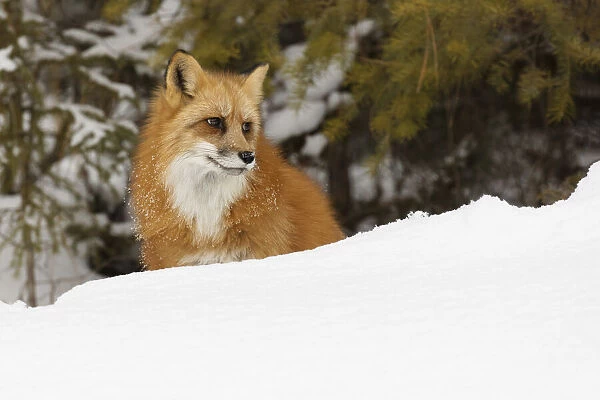 Red fox in deep winter snow, Vulpes vulpes, controlled situation, Montana