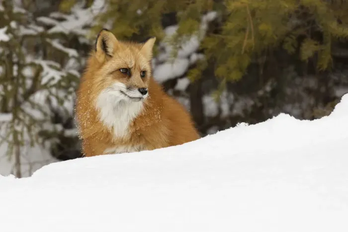 Framed Print : Red fox in deep winter snow, Vulpes vulpes, controlled situation, Montana