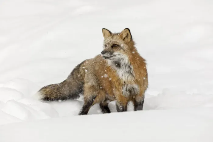 Framed Print : Red fox in fresh winter snow, Vulpes vulpes, controlled situation, Montana Framed Print : Red fox in fresh winter snow, Vulpes vulpes, controlled situation, Montana