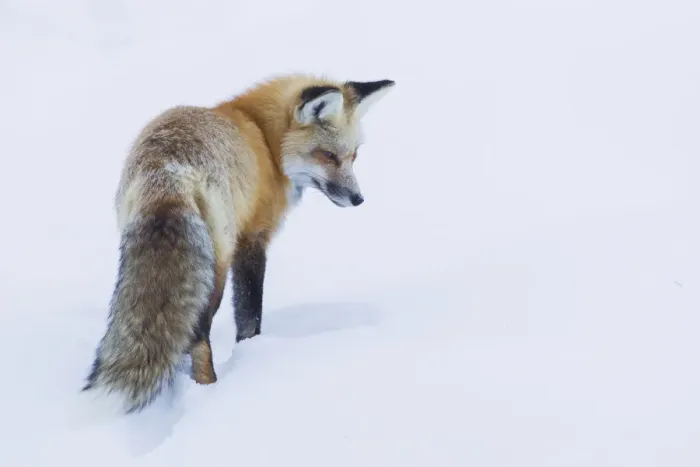 Framed Print : Red fox, intently listening for a potential meal beneath the snow Framed Print : Red fox, intently listening for a potential meal beneath the snow