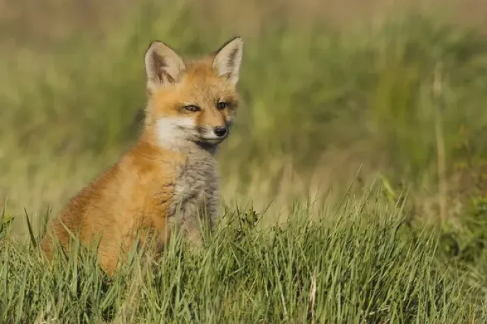 Framed Print : Red Fox Kit