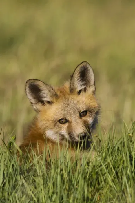 Framed Print : Red Fox Kit Framed Print : Red Fox Kit