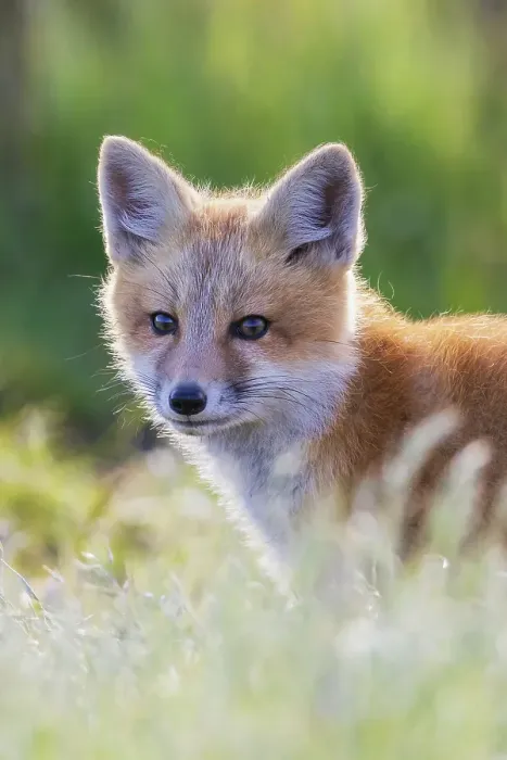 Framed Print : Red fox kit portrait in backlight, Washington State Framed Print : Red fox kit portrait in backlight, Washington State