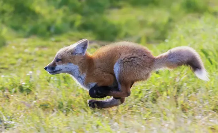 Framed Print : Red fox kit running, Washington State, USA Framed Print : Red fox kit running, Washington State, USA