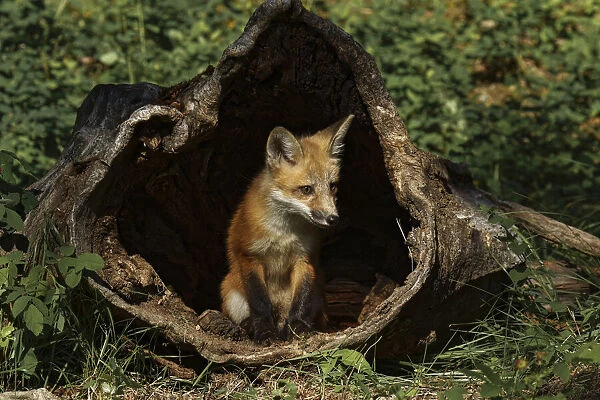 Red Fox kit, Vulpes Vulpes Captive