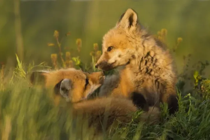Framed Print : Red Fox Kits