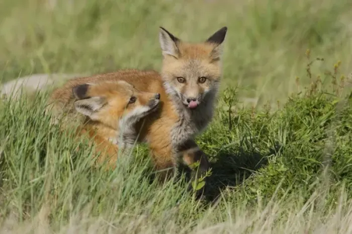 Framed Print : Red Fox Kits Playing Framed Print : Red Fox Kits Playing