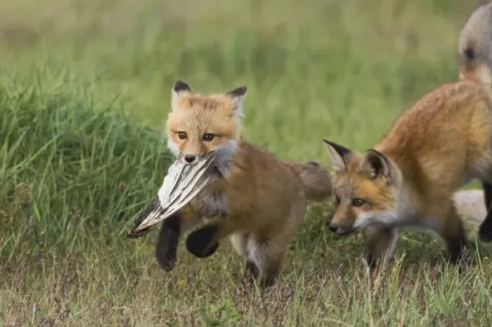 Framed Print : Red Fox Kits Playing with bird wing Framed Print : Red Fox Kits Playing with bird wing