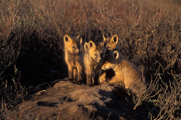 red fox kits, Vulpes vulpes, in the 1002 area of Arctic National Wildlife Refuge