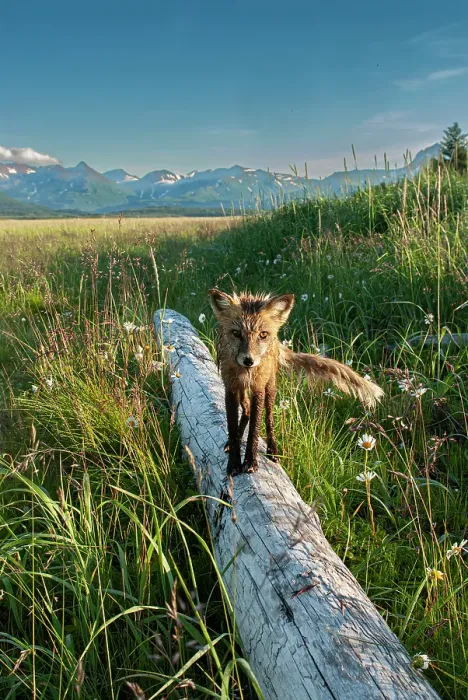Framed Print : Red fox on log. Katmai National Park, Alaska Framed Print : Red fox on log. Katmai National Park, Alaska