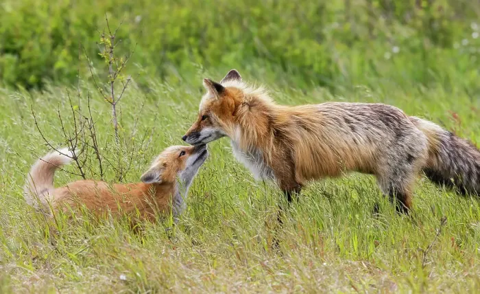 Framed Print : Red fox parent, greeting excited kit, Washington State, USA