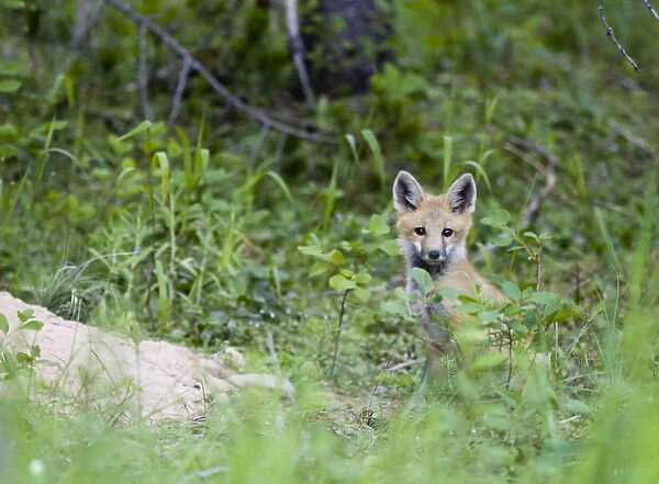 Red fox pup at den site in Glacier National Park in Montana