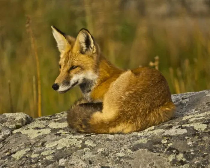 Framed Print : Red Fox, resting, rock, Lamar Valley, Yellowstone National Park, Wyoming, USA Framed Print : Red Fox, resting, rock, Lamar Valley, Yellowstone National Park, Wyoming, USA