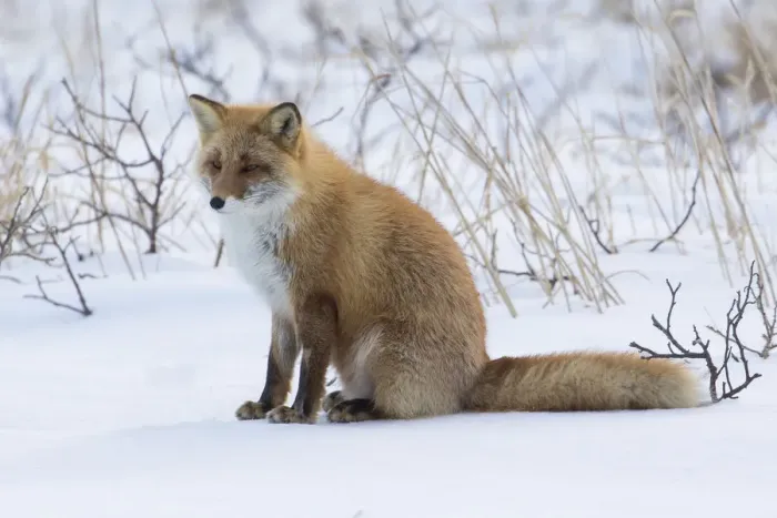 Framed Print : Red fox sitting in snow Framed Print : Red fox sitting in snow
