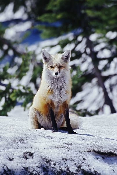 Red Fox sitting on snow bank, Vulpes, Mt. Rainier National Park, WA