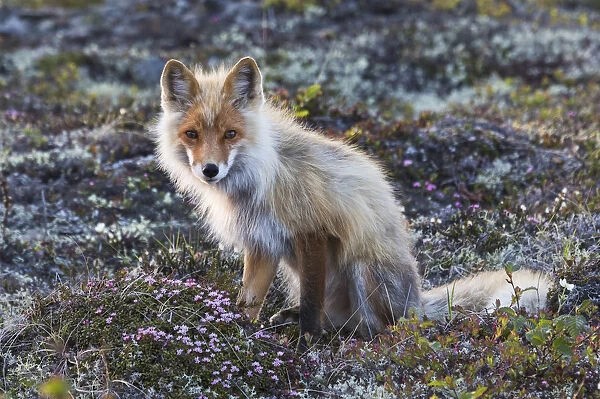 Red Fox; tundra in bloom