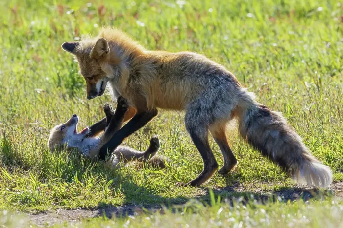 Framed Print : Red fox vixen playing with one of her kits, Washington State