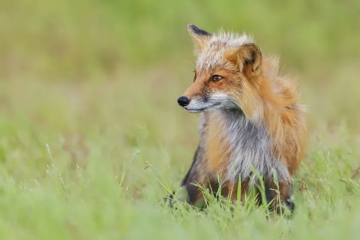 Framed Print : Red fox vixen, over seeing the kits playing, Washington State, USA