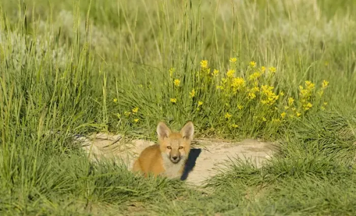 Framed Print : Red Fox (Vulpes Fulva) Kit at den near Saratoga, Wyoming