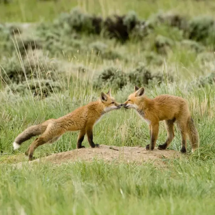 Framed Print : Red Fox (Vulpes Fulva) Kits at den near Saratoga, Wyoming