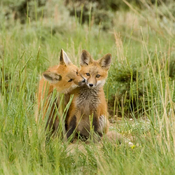Red Fox (Vulpes Fulva) Kits grooming and licking each other at den near Saratoga, Wyoming